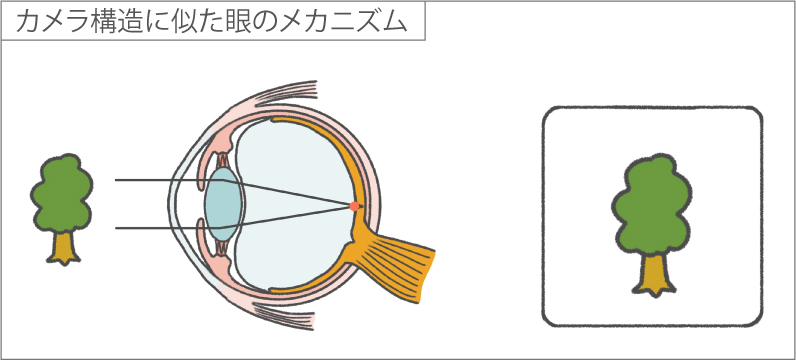 カメラの構造と同じ眼の構造